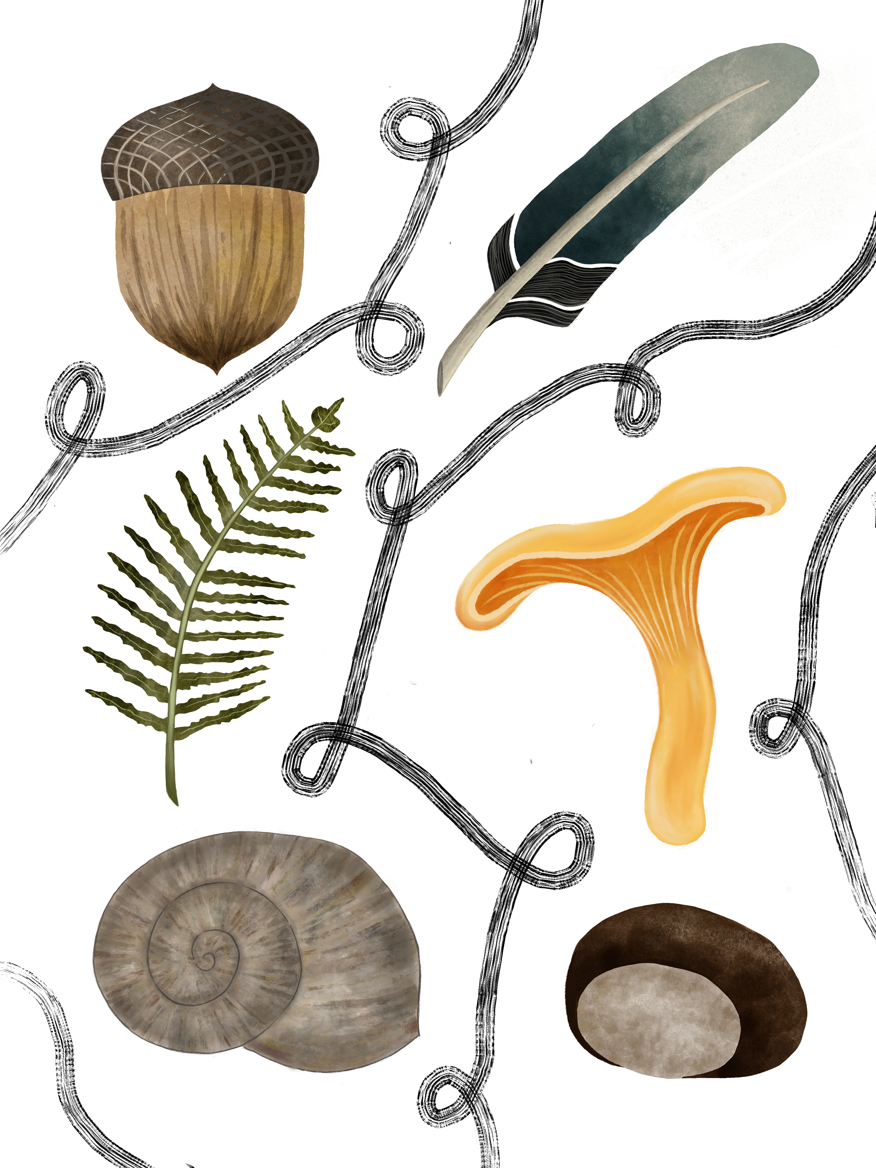 Digital botanical illustration of natural forest finds including an acorn, a feather, a fern leaf, a chanterelle mushroom, a snail shell, and a chestnut. Created in Procreate by Claroscuro Illustrations, featuring decorative hand-drawn swirls on a white background.